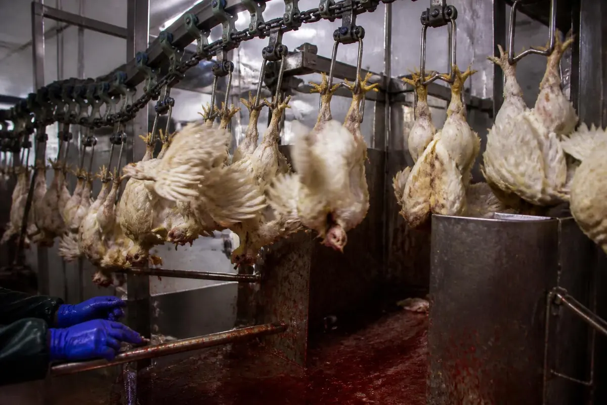 Birds shackled on a fast-moving slaughter line
