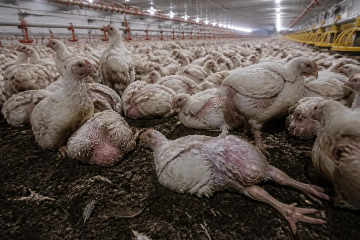 Broiler chickens crowded across a commercial shed, with some birds showing bare skin and difficulty standing
