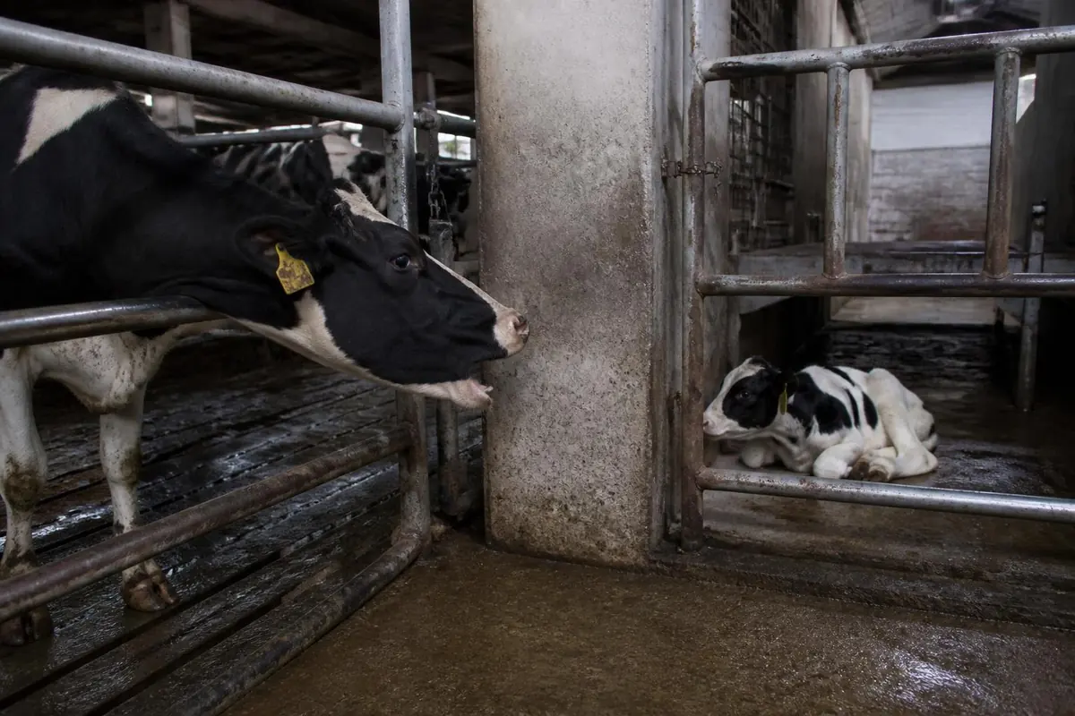 A dairy cow reaching through steel rails toward a young calf confined in a separate pen